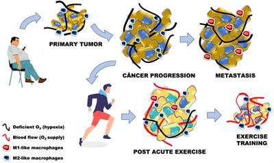 Physical exercise, health, and disease treatment: The role of macrophages